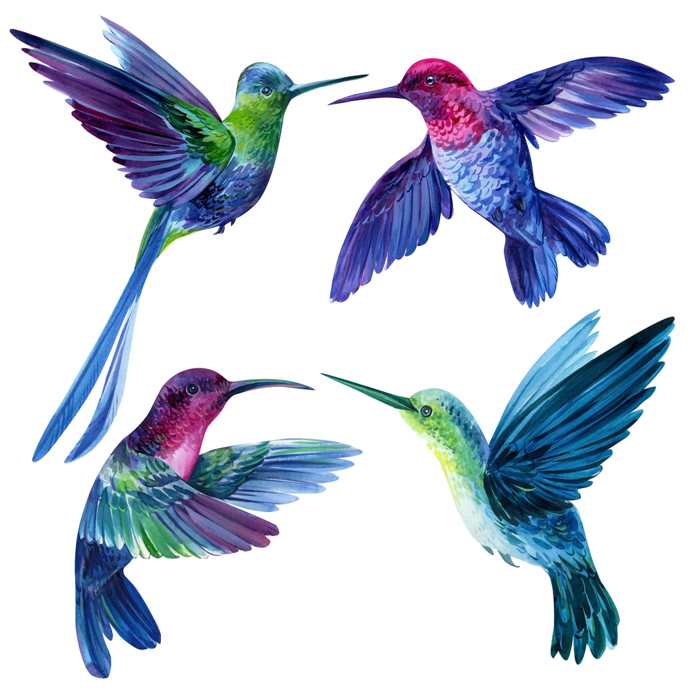 Stampa artistica di colibrì