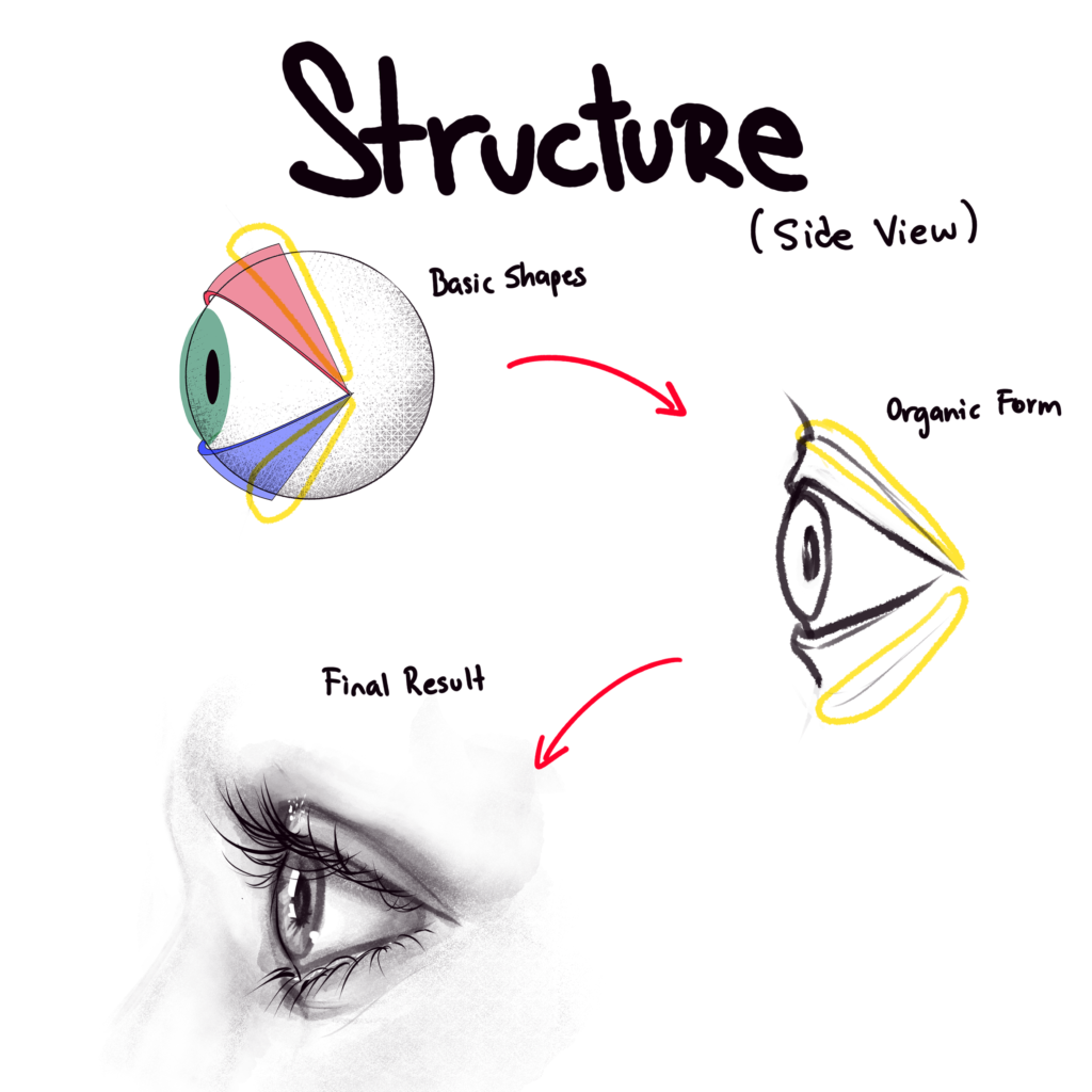 Eye Side View - Organic Form to Realistic View