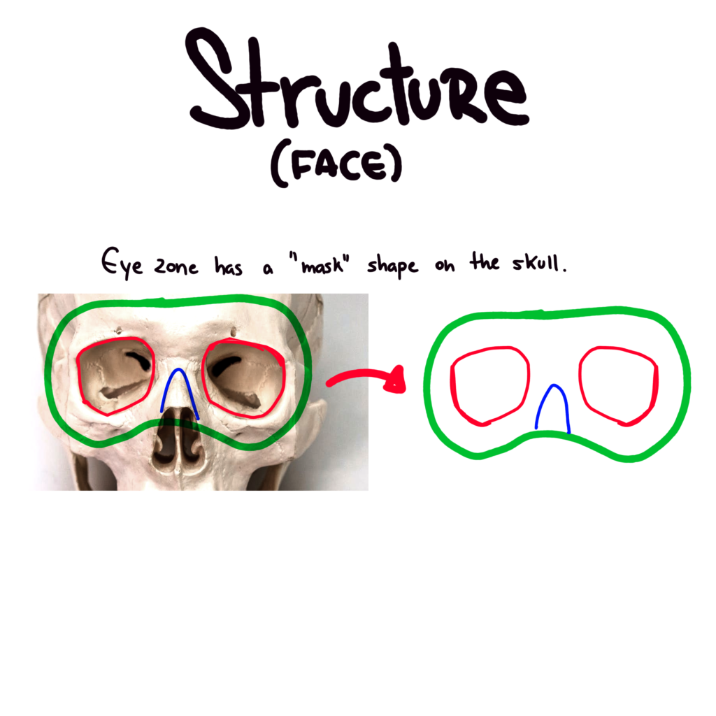 Facial Structure
