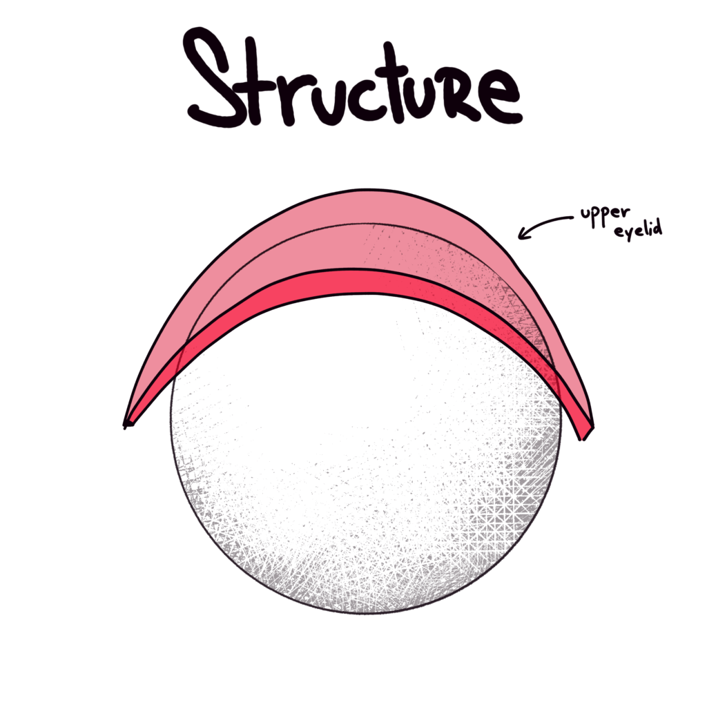 Eye Structure - Upper Eyelid
