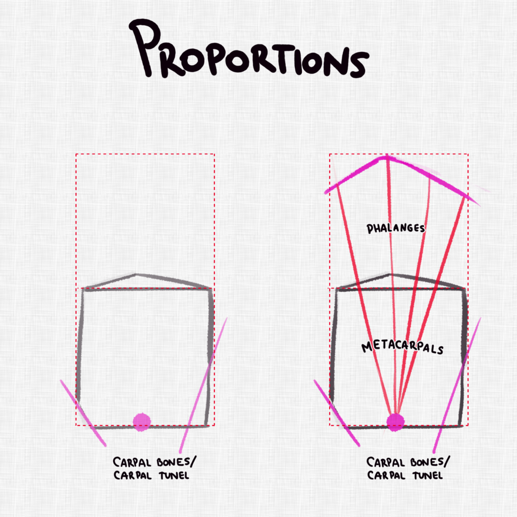 Hand Proportions - 2