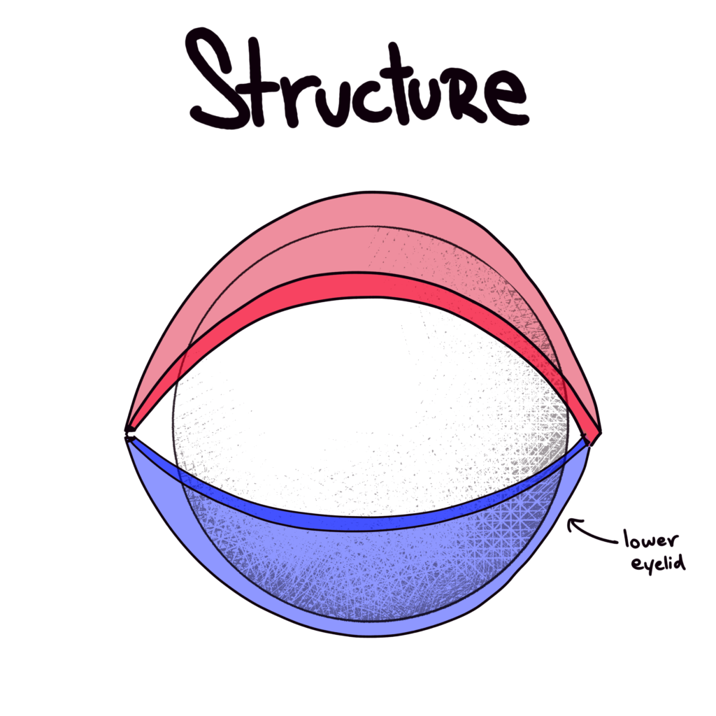 Eye Structure - Lower Eyelid