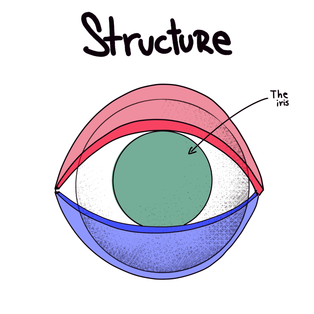 Eye Structure - The Iris