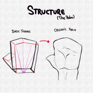 Structure de la paume