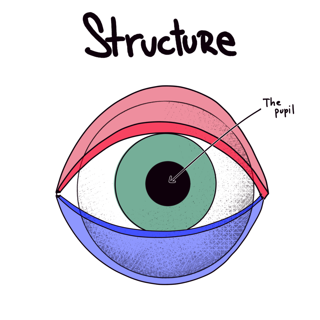 Eye Structure - The Pupil