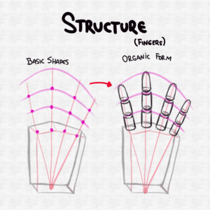 Estructura de los dedos