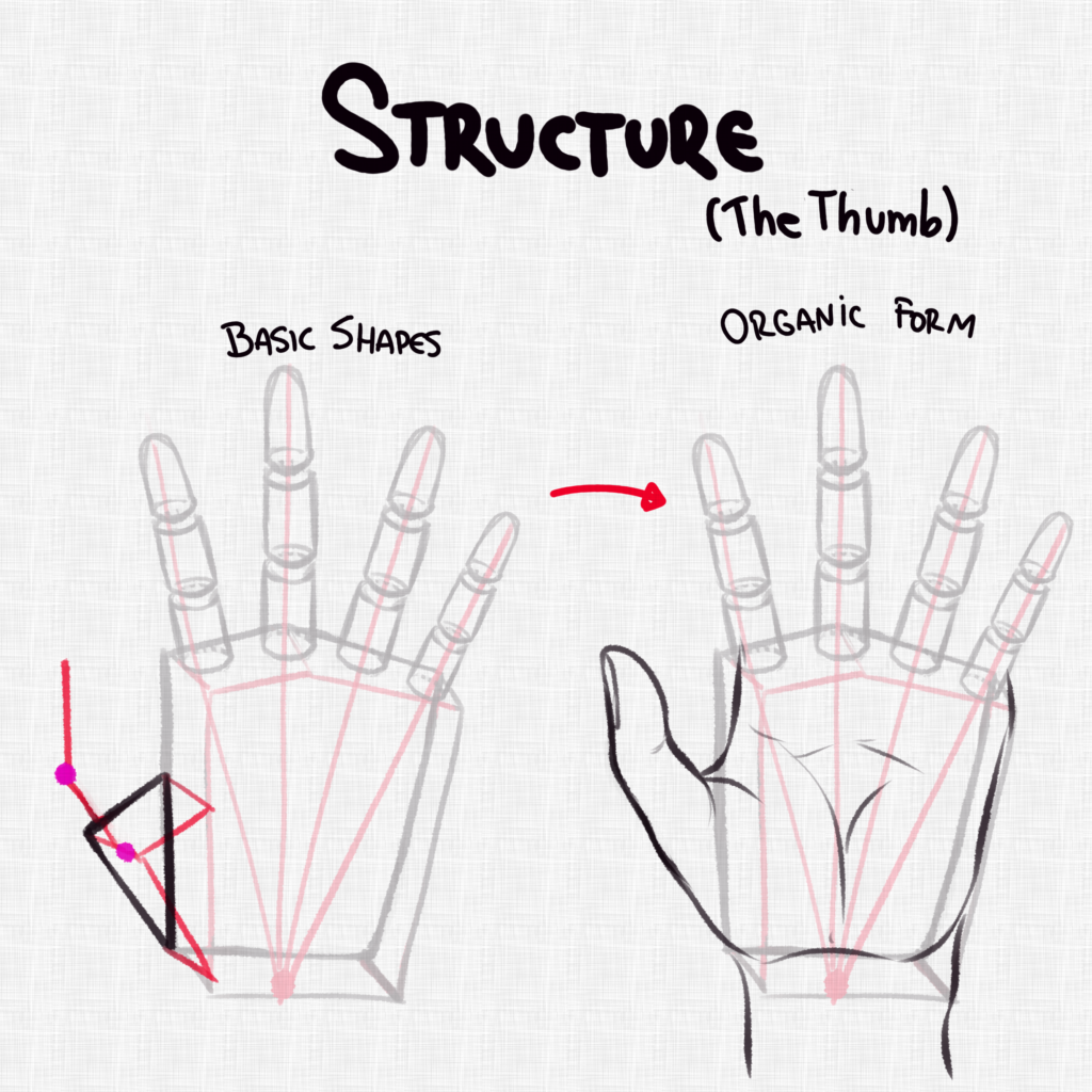 Structure of the Thumb - Part 2
