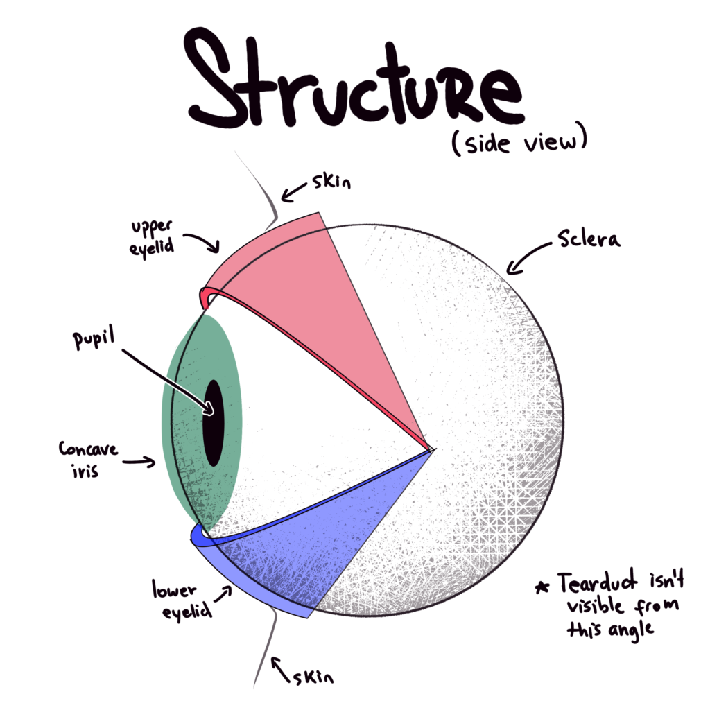 Side View of Eye Structure