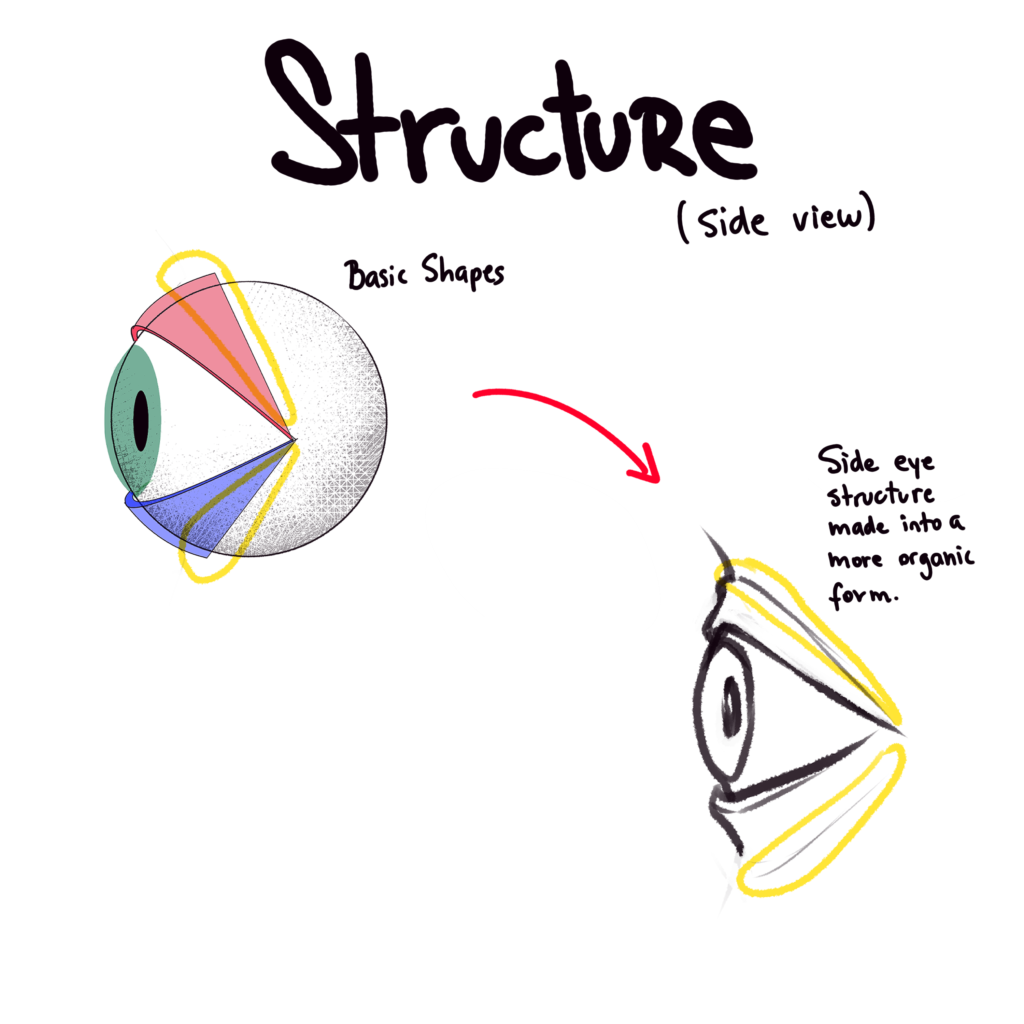Side View of Eye - Basic Shapes to Organic Forms