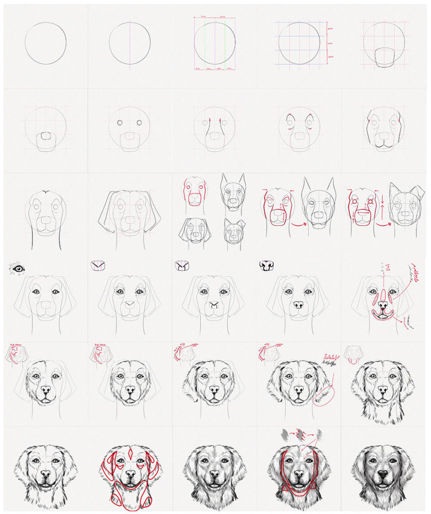 All in One How To Draw a Dog's Face - Smaller