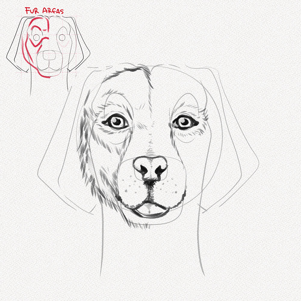 Cómo Dibujar la Cara de un Perro – Un Tutorial Paso a Paso – Artlex