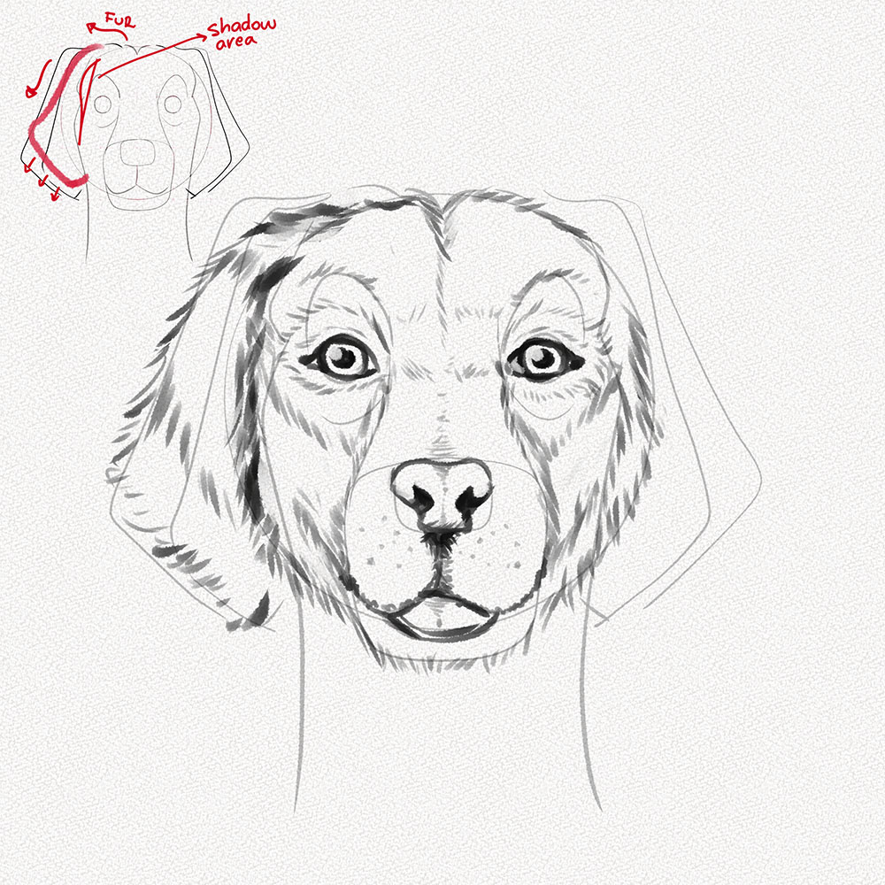 How to Draw a Dog Face – A Step-by-Step Tutorial – Artlex
