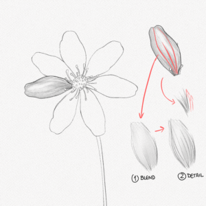 Cómo Dibujar una Flor – Un Tutorial Paso a Paso – Artlex