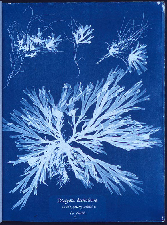 Anna Atkins, Algae, 1843, photogram, part of the book Photographs of British Algae: Cyanotype Impressions, Courtesy of The New York Public Library 