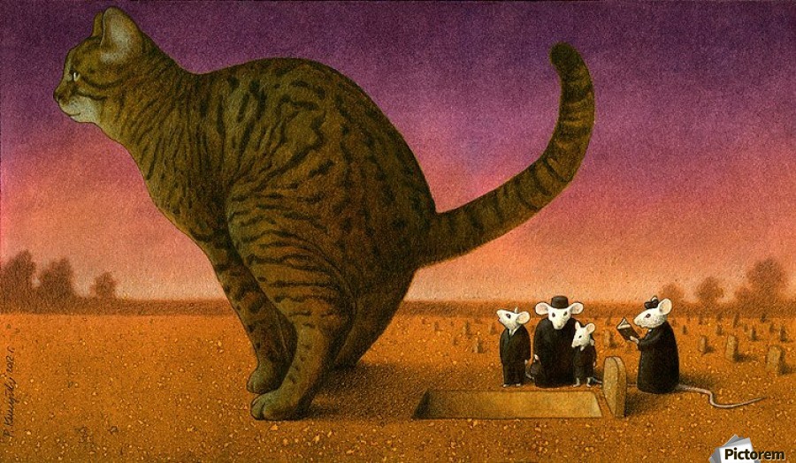 Cat by Pawel Kuczynski