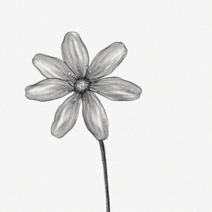 How To Draw A Flower Easy Step By Step Simple Drawing And Shading Drawing Ideas Easy For Beginners - Youtube