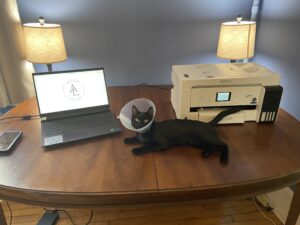 Epson ET-15000 with Laptop and Cat