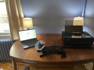 Epson P700 with Laptop and Cat
