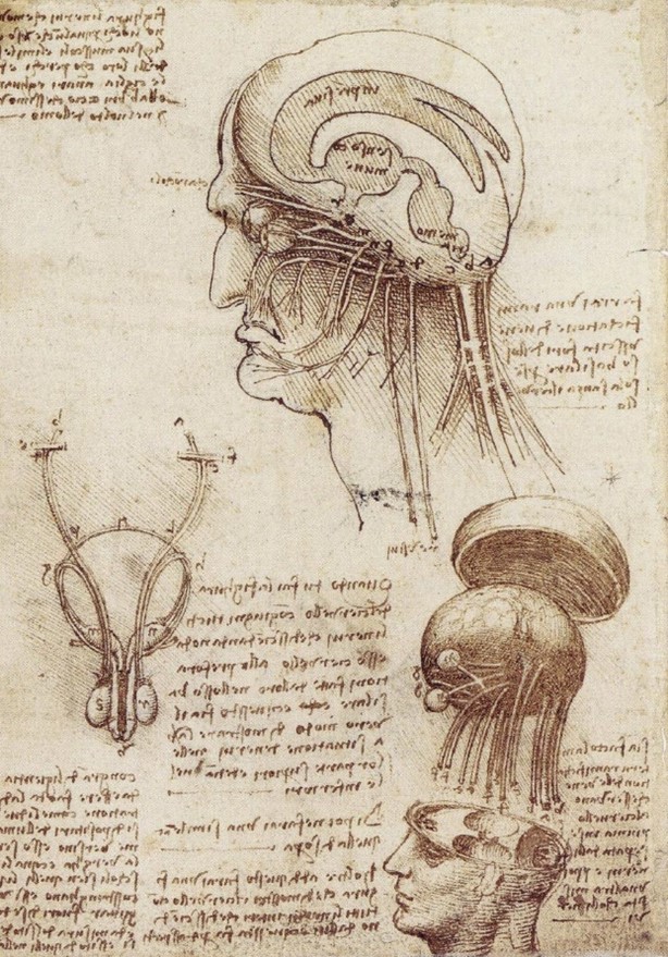Leonardo da Vinci’s physiological sketch of the human brain and skull (1510)