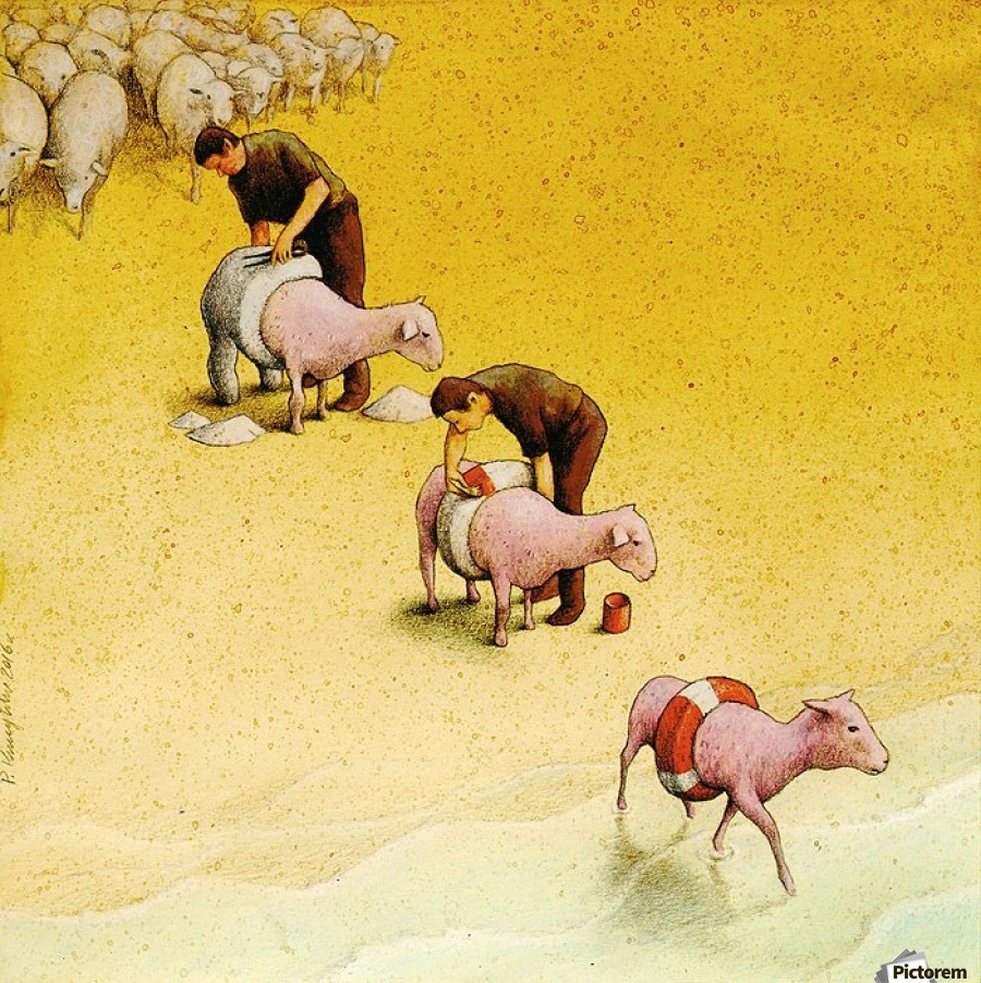 Sheep by Pawel Kuczynski