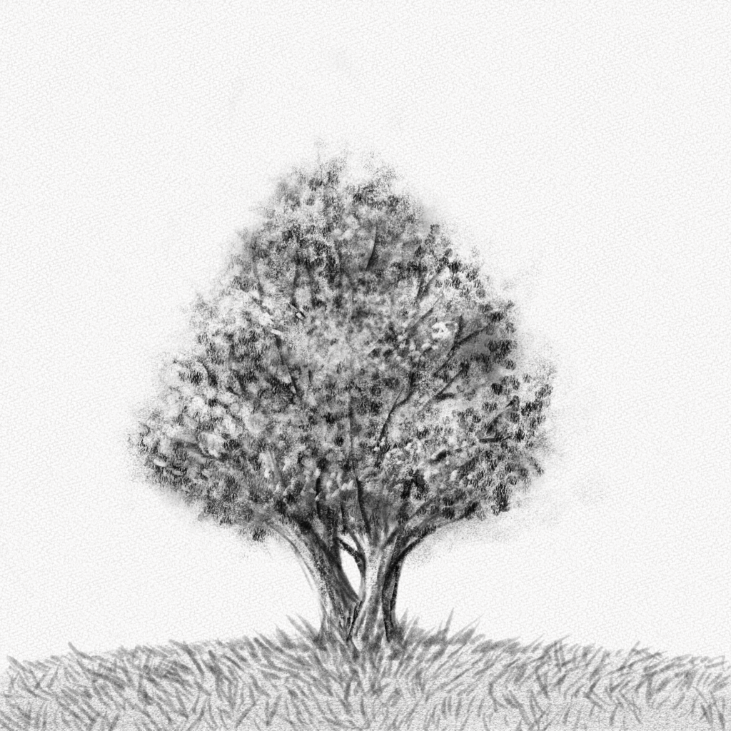 drawings of trees in pencil