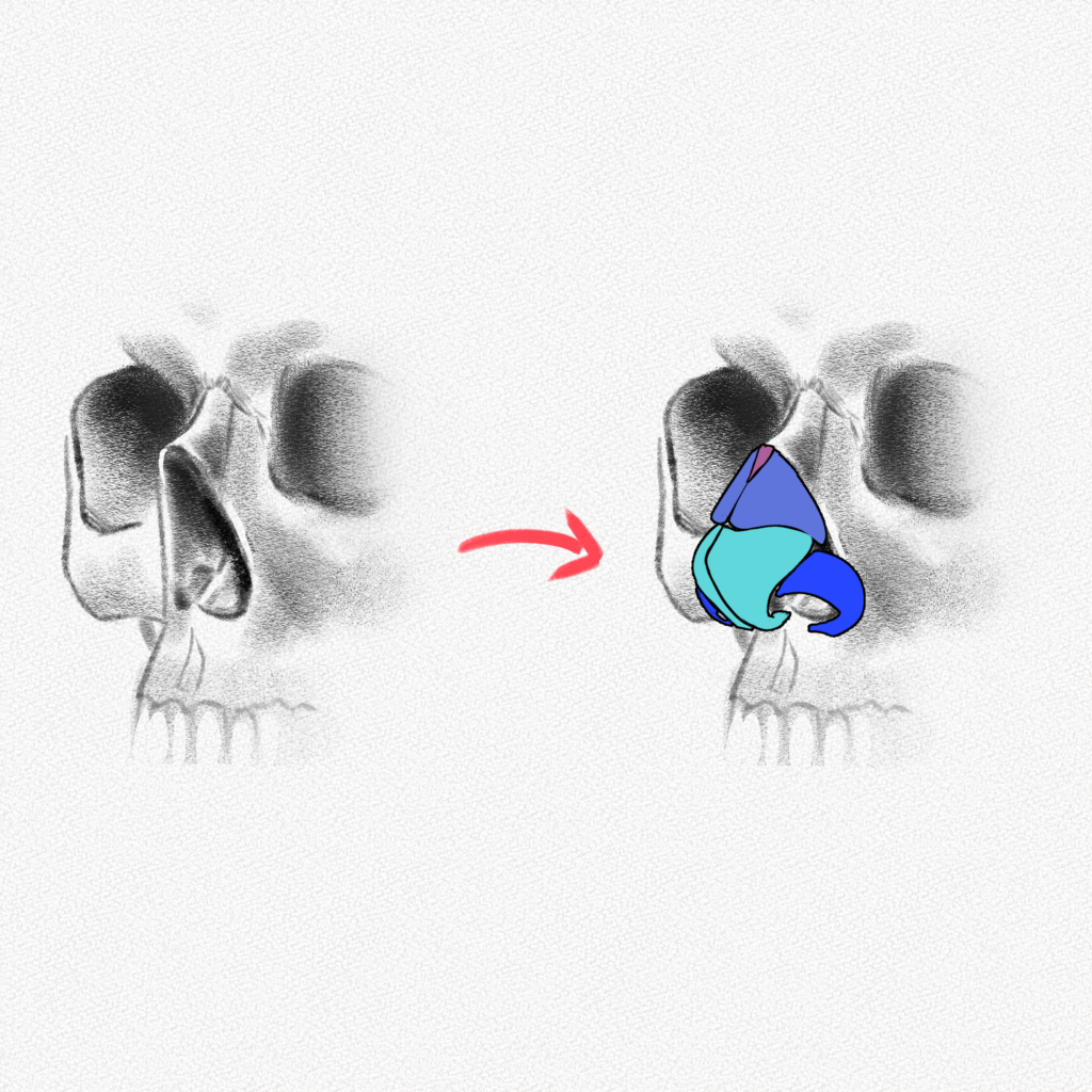 Nose Drawing Reference and Sketches for Artists