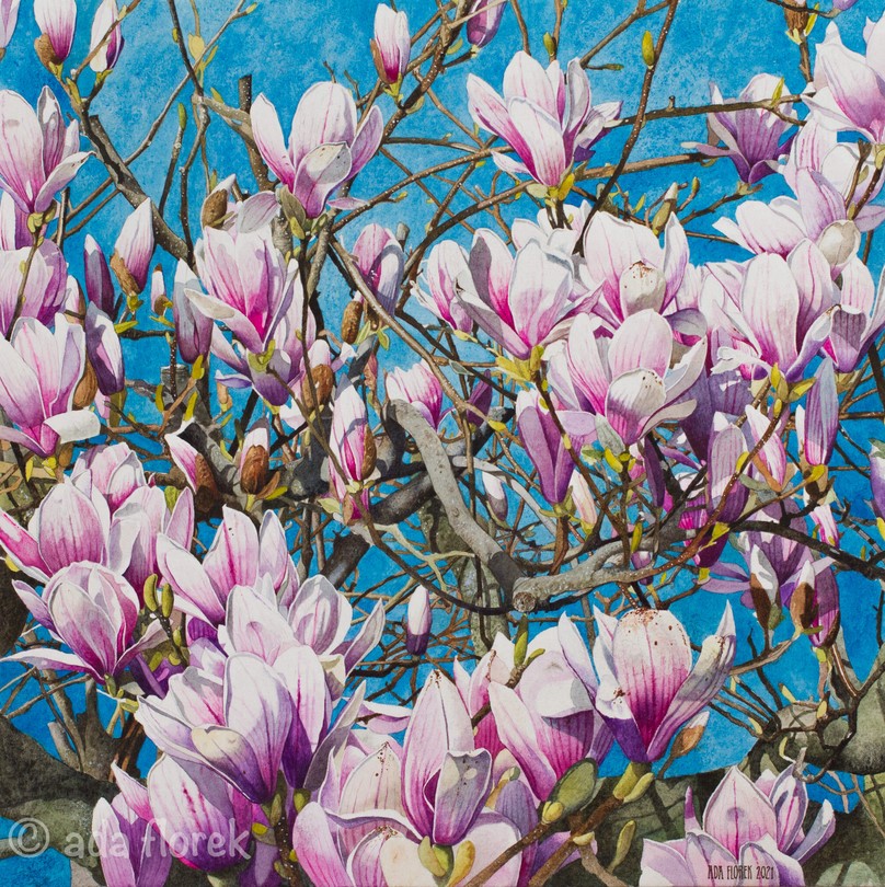 « Magnolia chinois » par Ada Florek