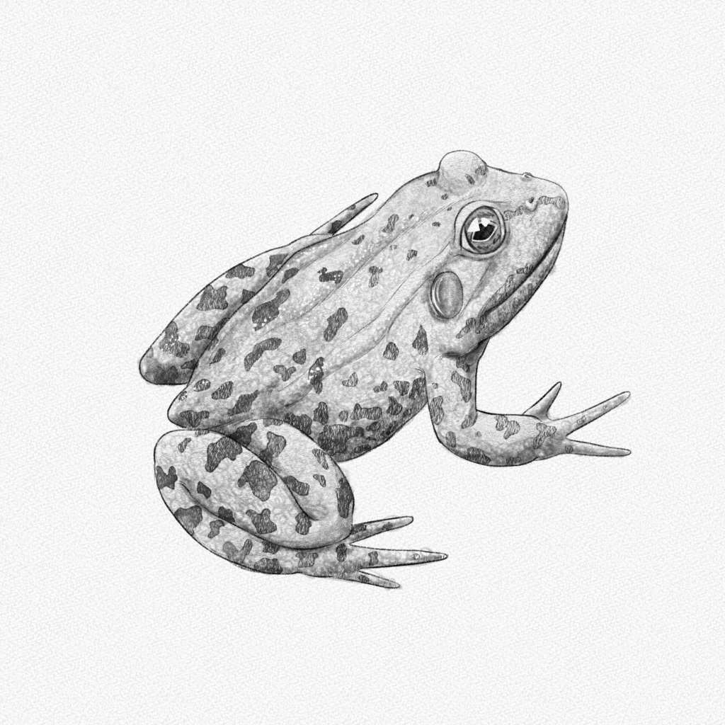 Frog Drawing Tutorial  How to draw Frog step by step