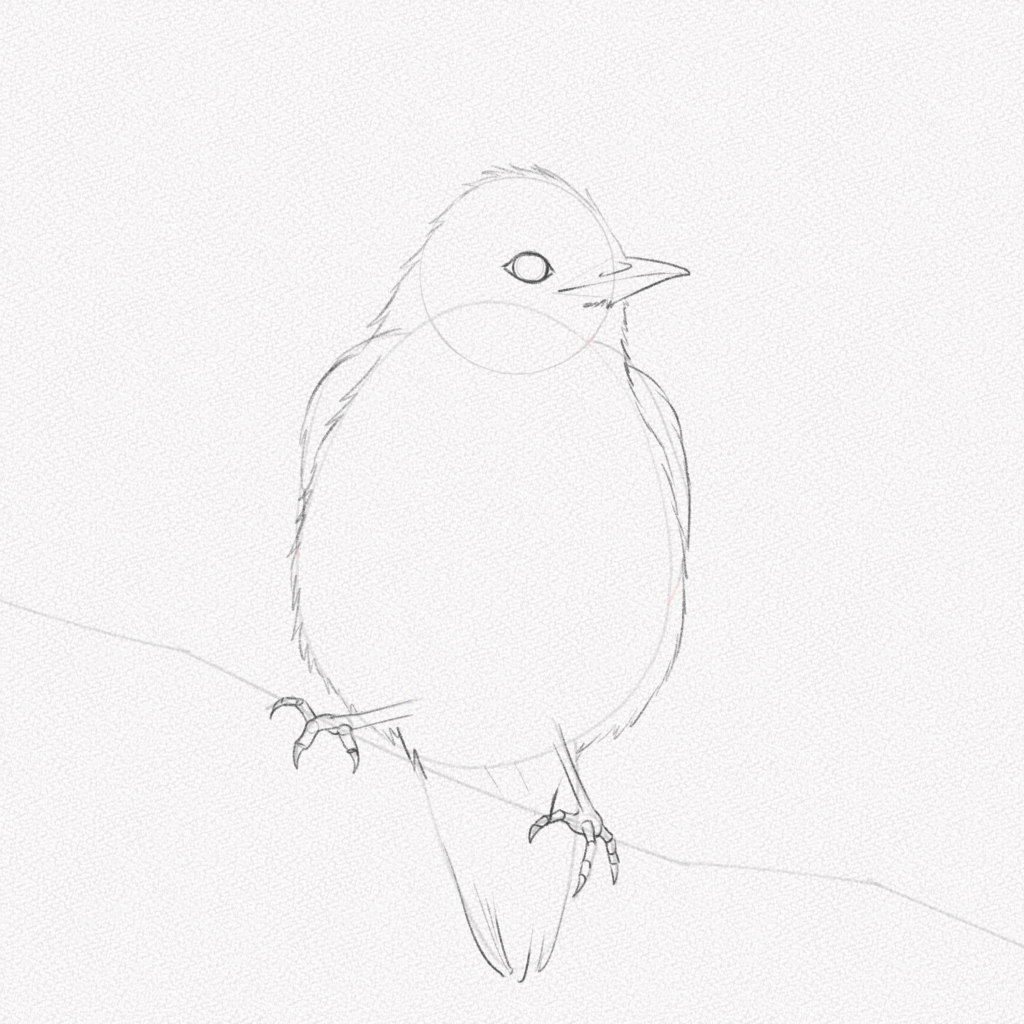 How To Draw A Bird With Pencil, Drawing