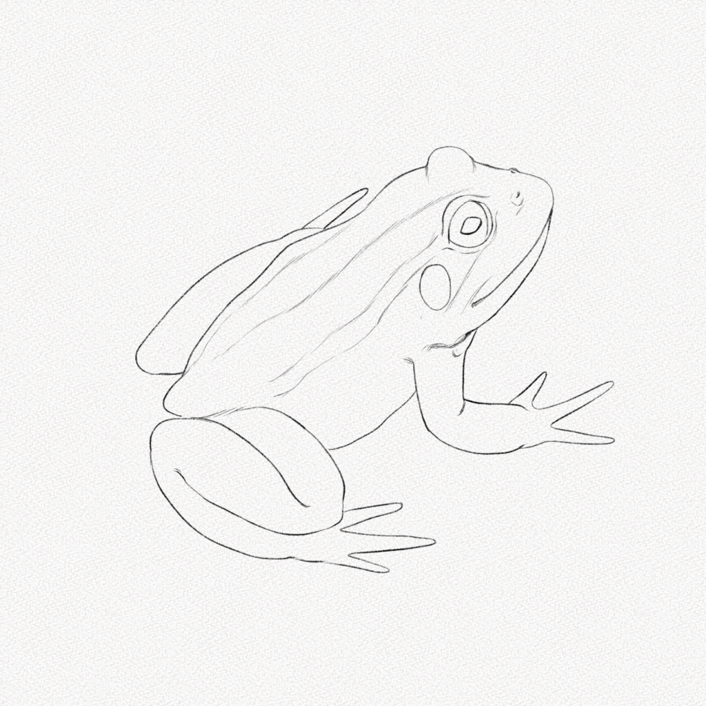 Comment dessiner une grenouille - Blog - Dessindigo