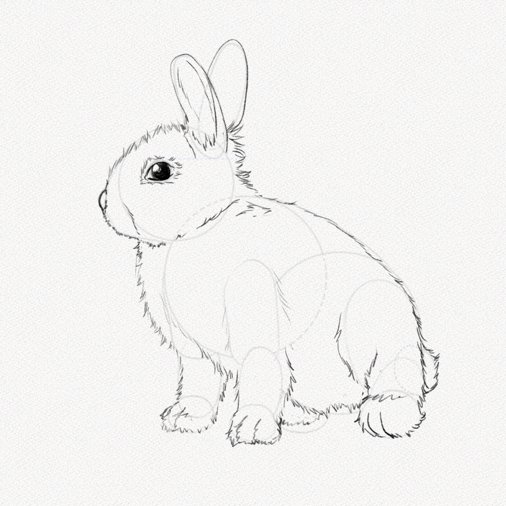 bunny Archives - Easy Drawing for Kids - Otoons.net