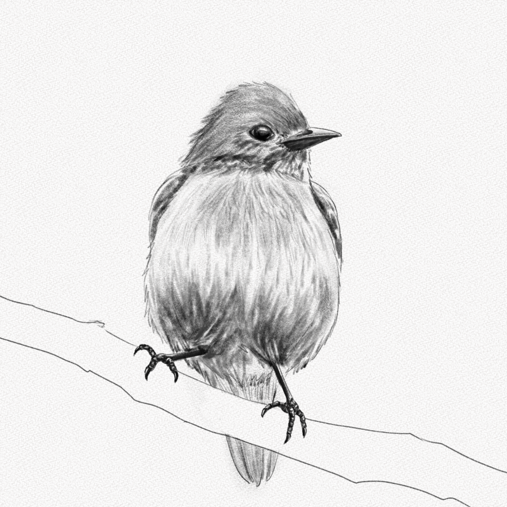 Simple Bird Drawing ▻ Science BE21