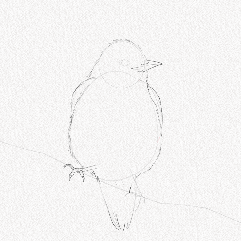 Bird Line Art PNG Transparent Images Free Download | Vector Files | Pngtree