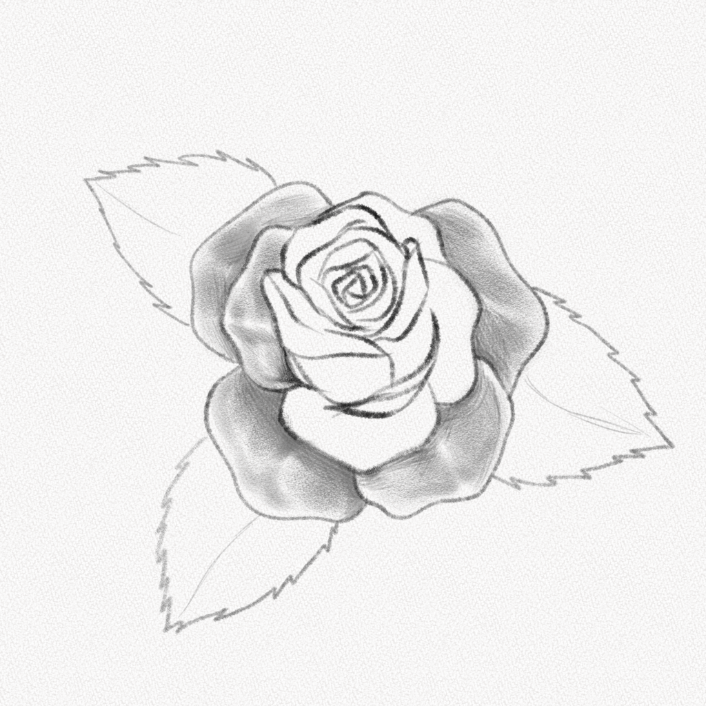 Rose Flower Drawing Beautiful Art - Drawing Skill-saigonsouth.com.vn