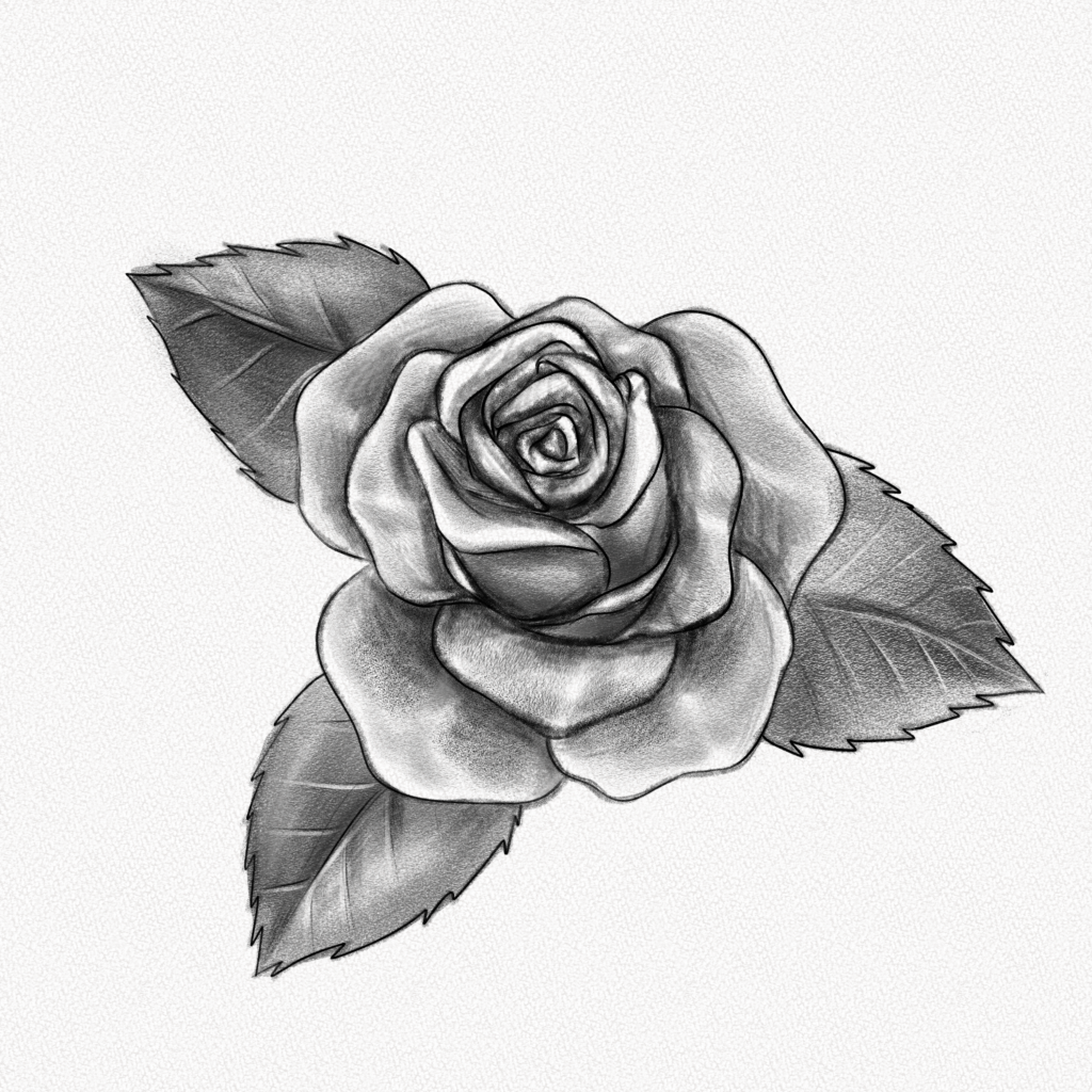 Rose Pencil Drawings and Rose Sketches-saigonsouth.com.vn