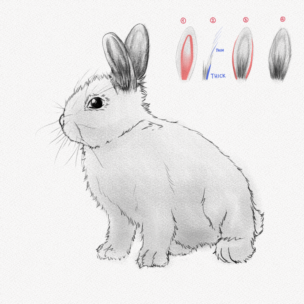Drawing a Cottontail Rabbit  Pencil Drawing  Joshua Nava Arts