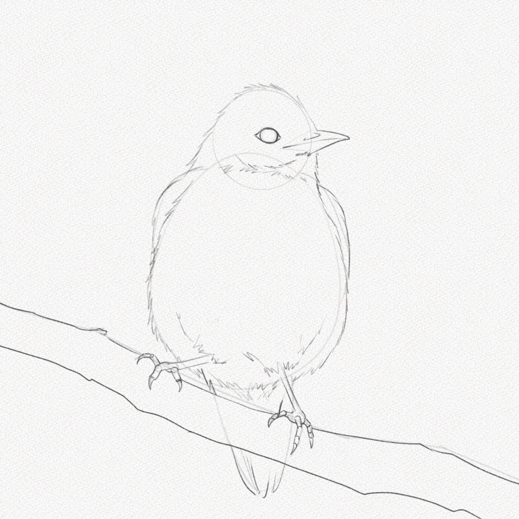 Bird Drawing Tutorial - How to draw Bird step by step