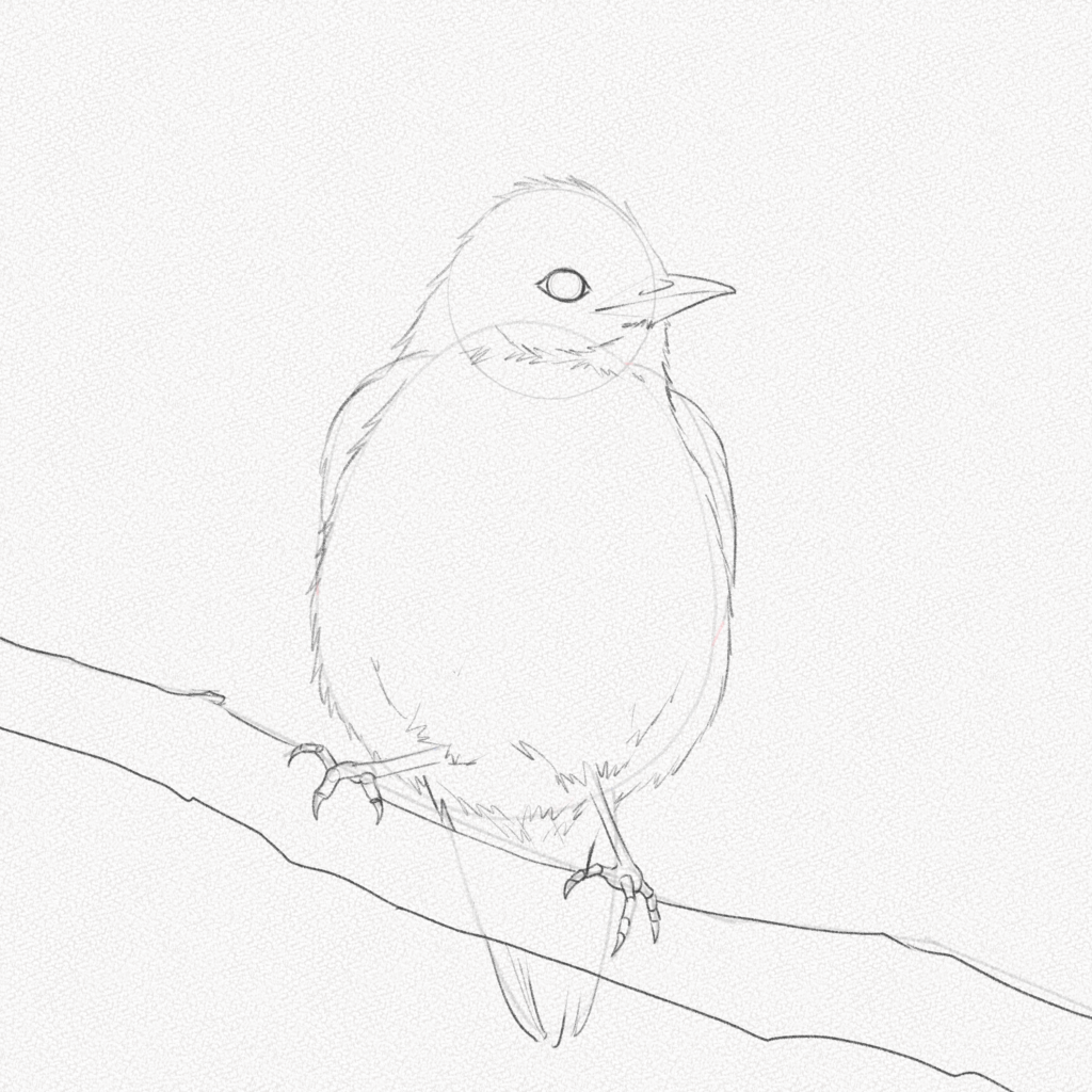 How to sketch birds for beginners - quick step by step - YouTube