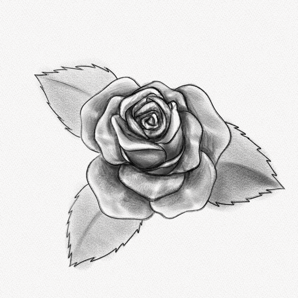 26+ Rose Drawing