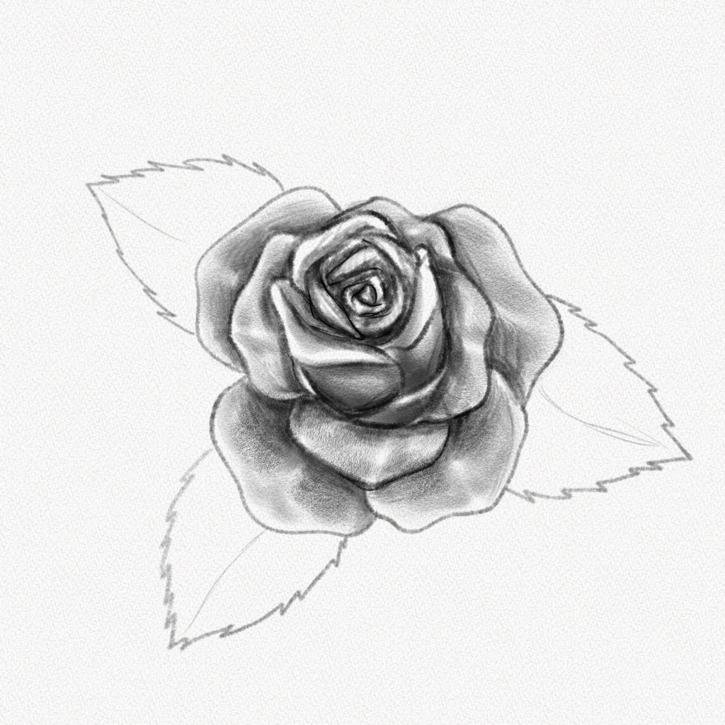 How to Draw a Rose  Create Your Own Rose Drawings