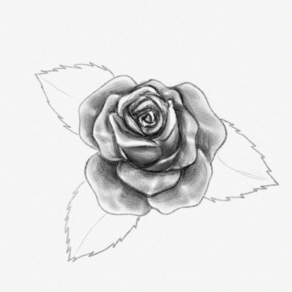 How to Draw a Rose - Easy Drawing Art