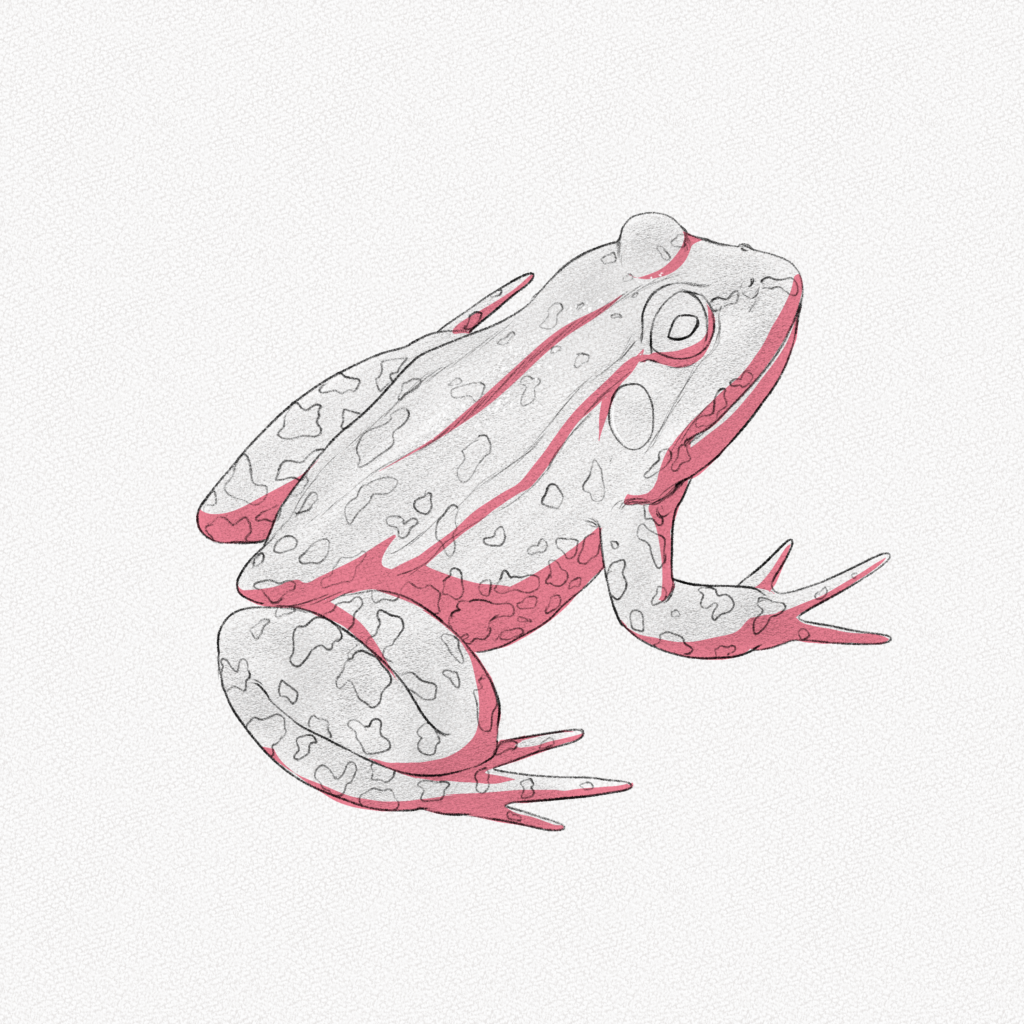 How to Draw a Frog – A Step by Step Tutorial – Artlex