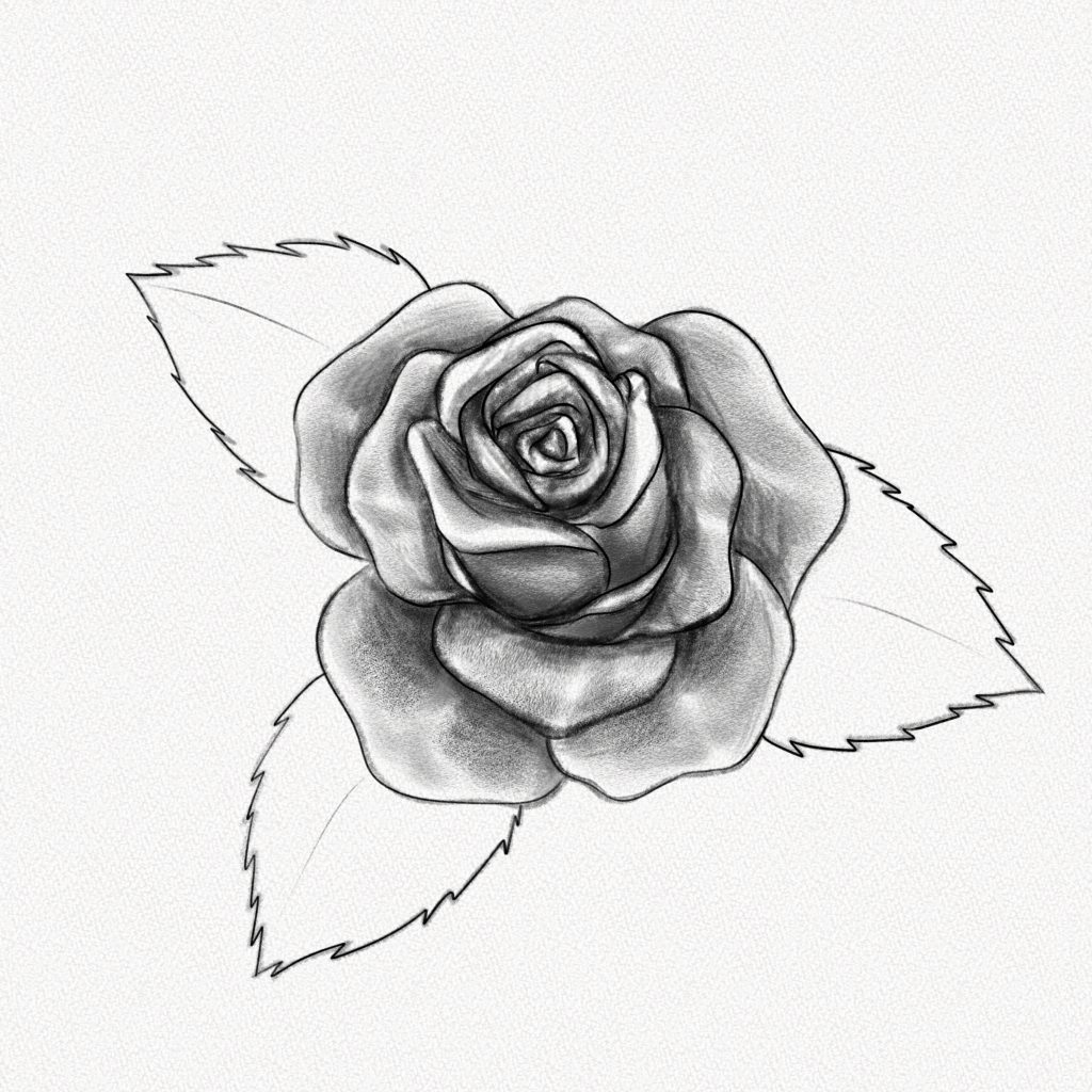 Cómo dibujar una rosa – Tutorial paso a paso – Artlex