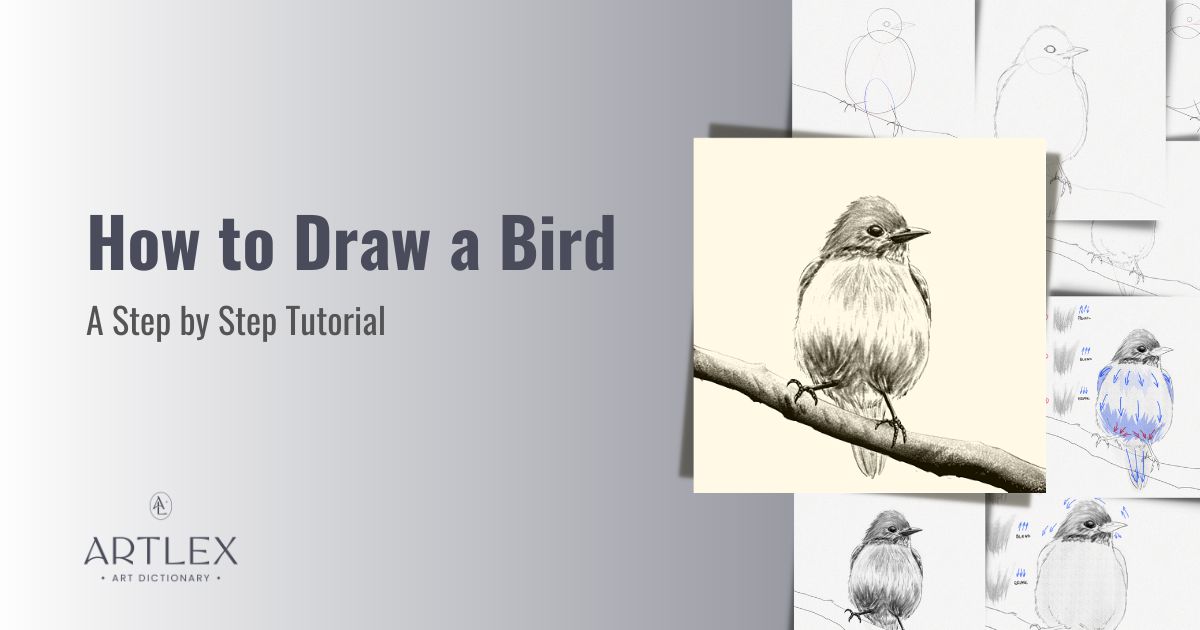 How To Draw A Bird – A Step-by-Step Tutorial