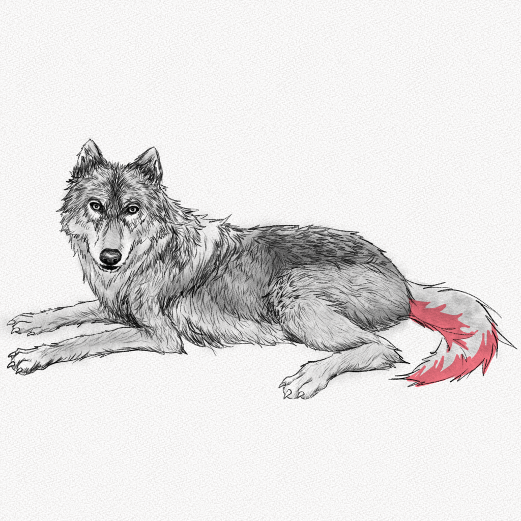 How To Draw A Howling Wolf Step 15 Wolf Tekening Wolv - vrogue.co