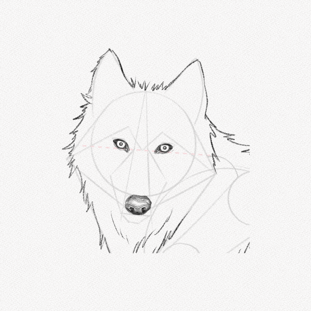 How to Draw a Wolf Face and Head - Really Easy Drawing Tutorial