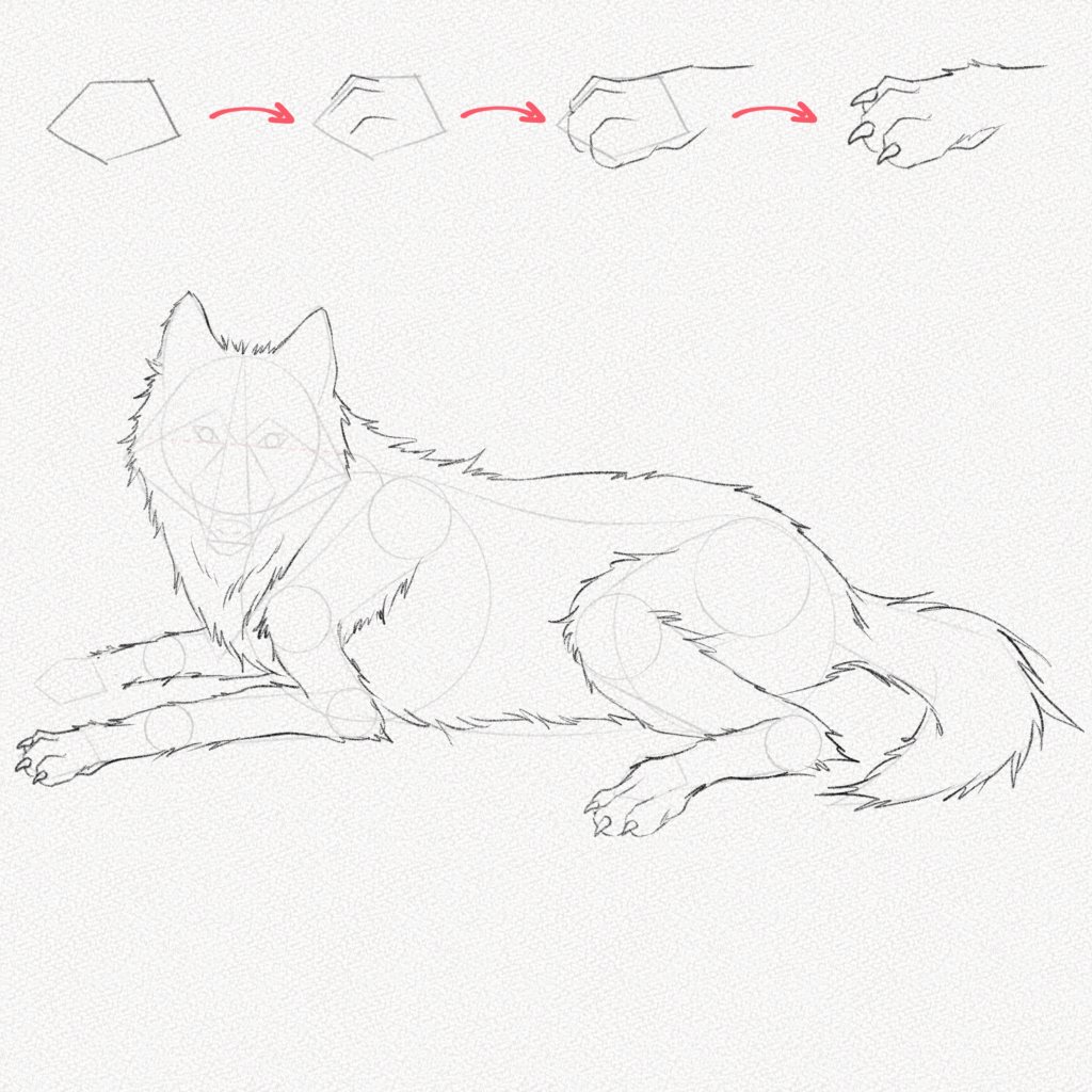 How To Draw A Wolf For Beginners Step By Step