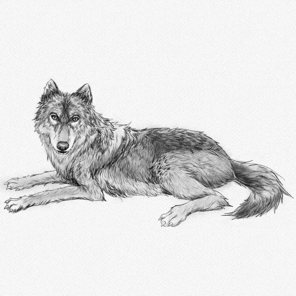 Cómo dibujar un lobo – Tutoriales paso a paso – Artlex
