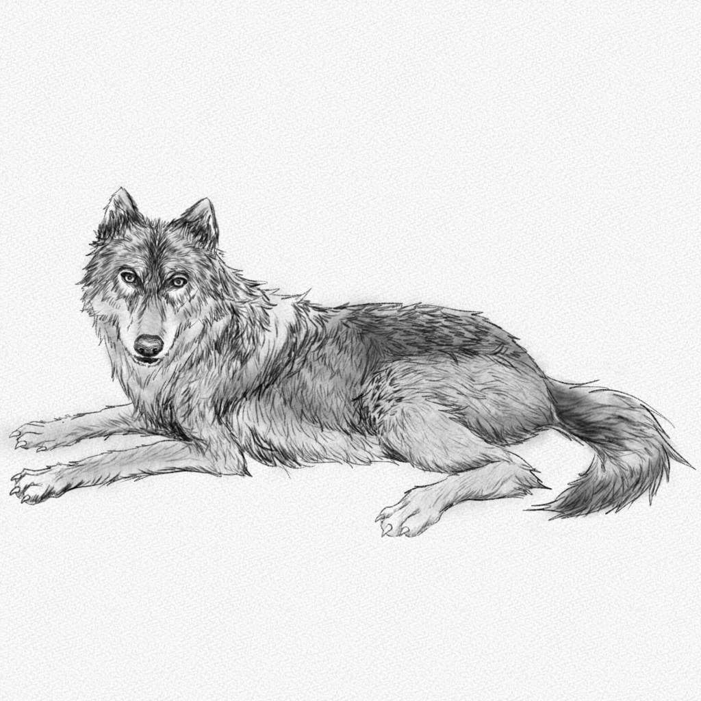 easy wolf pencil drawing