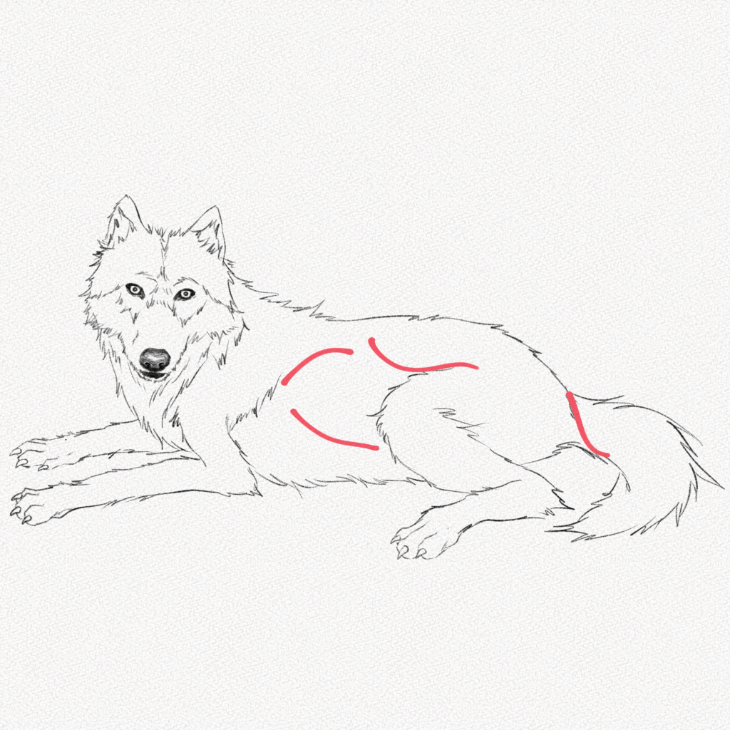 Cómo dibujar un lobo – Tutoriales paso a paso – Artlex